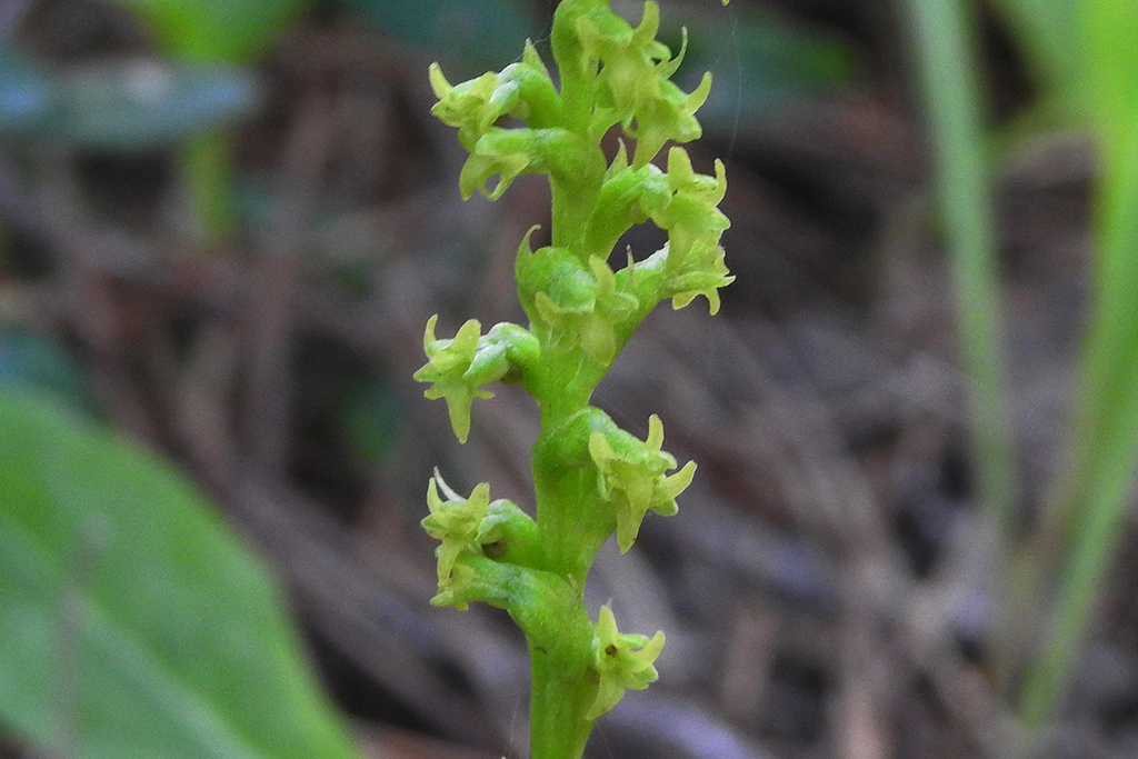 Gennaria diphylla